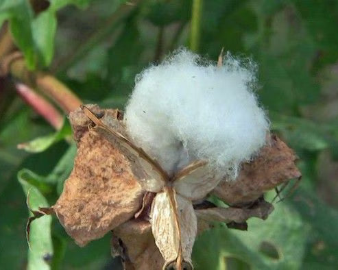 <strong>100% Natural cotton </strong>